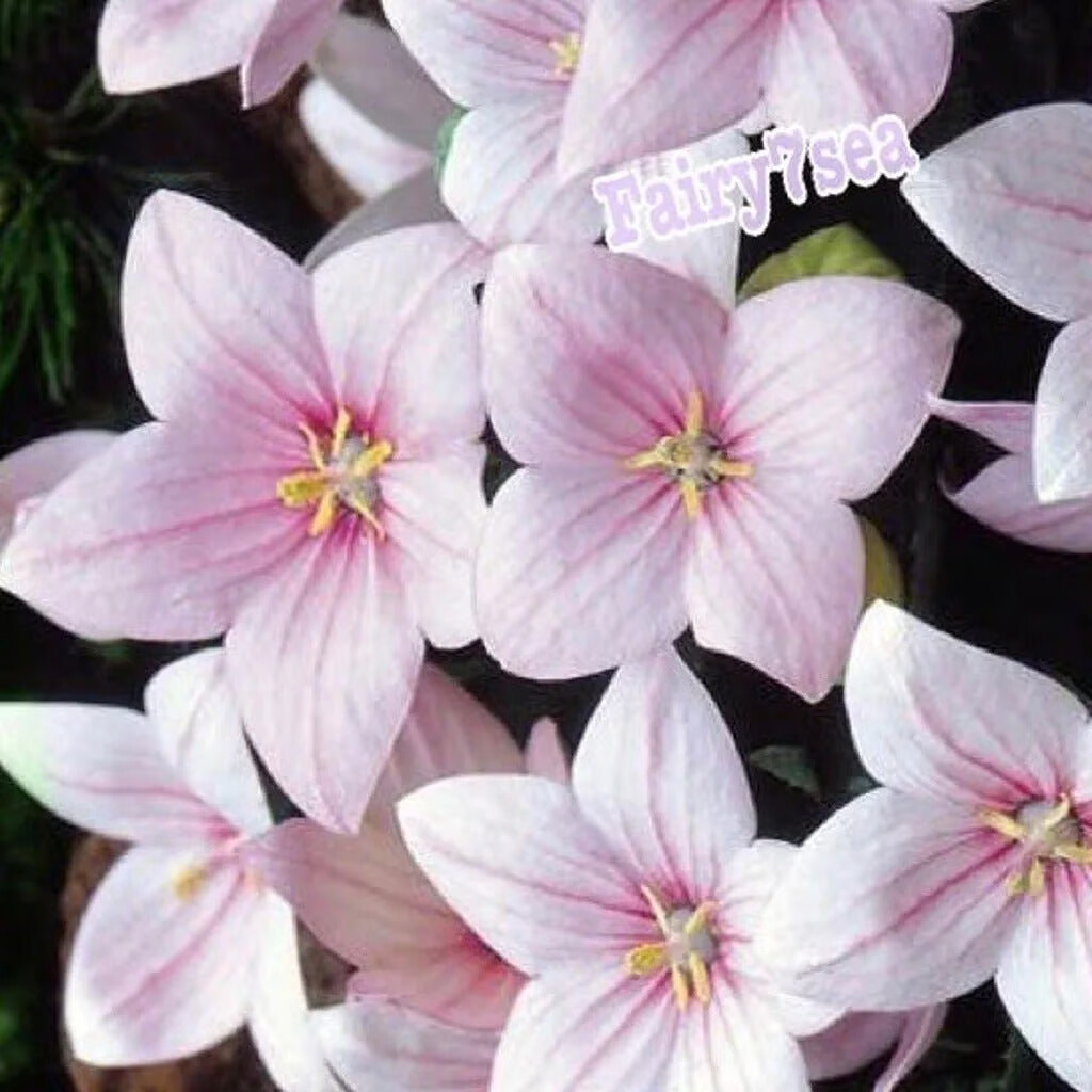 Balloon Flower Seeds – Platycodon Grandiflorus – Rose Balloon Flower