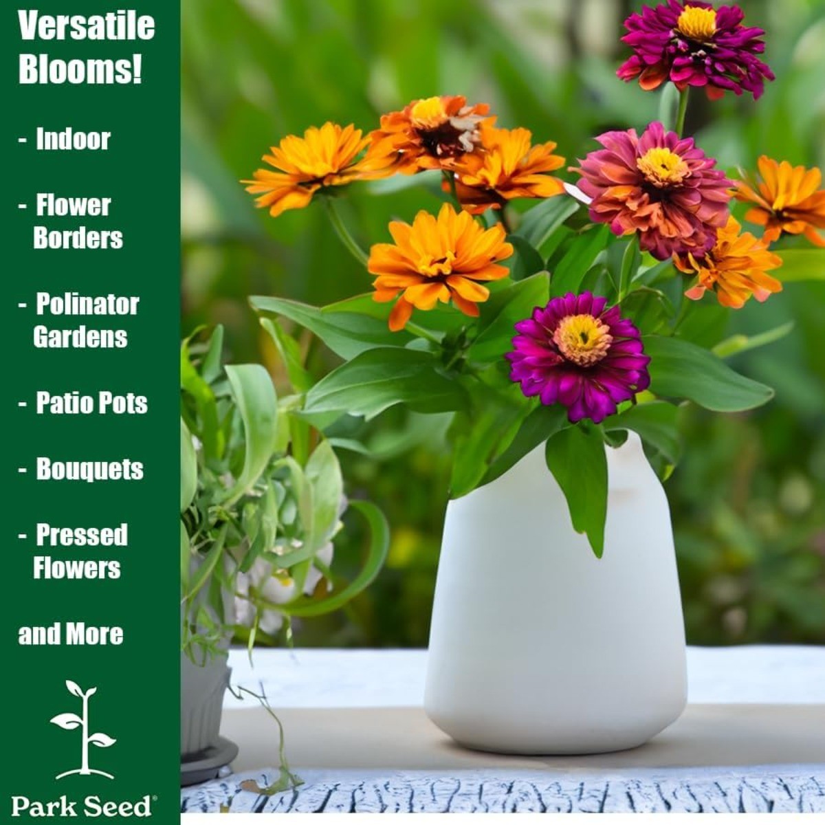 150 Mixed Zinnia Seeds Dwarf Annual Flower Garden Balcony High Germination Rate