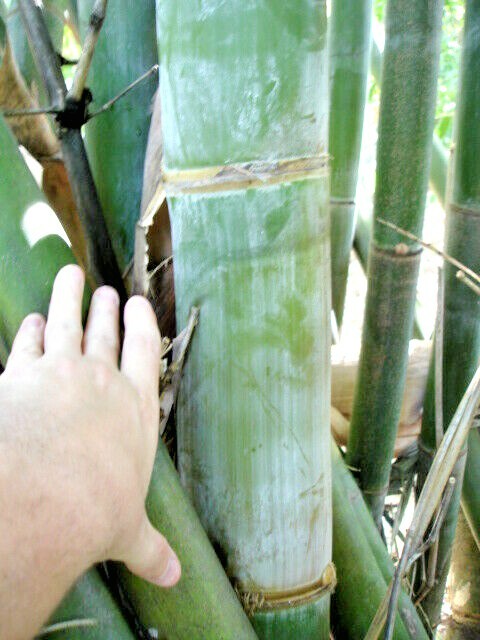 10 OLDHAMS GIANT TIMBER BAMBOO SEEDS – Bambusa Oldamii