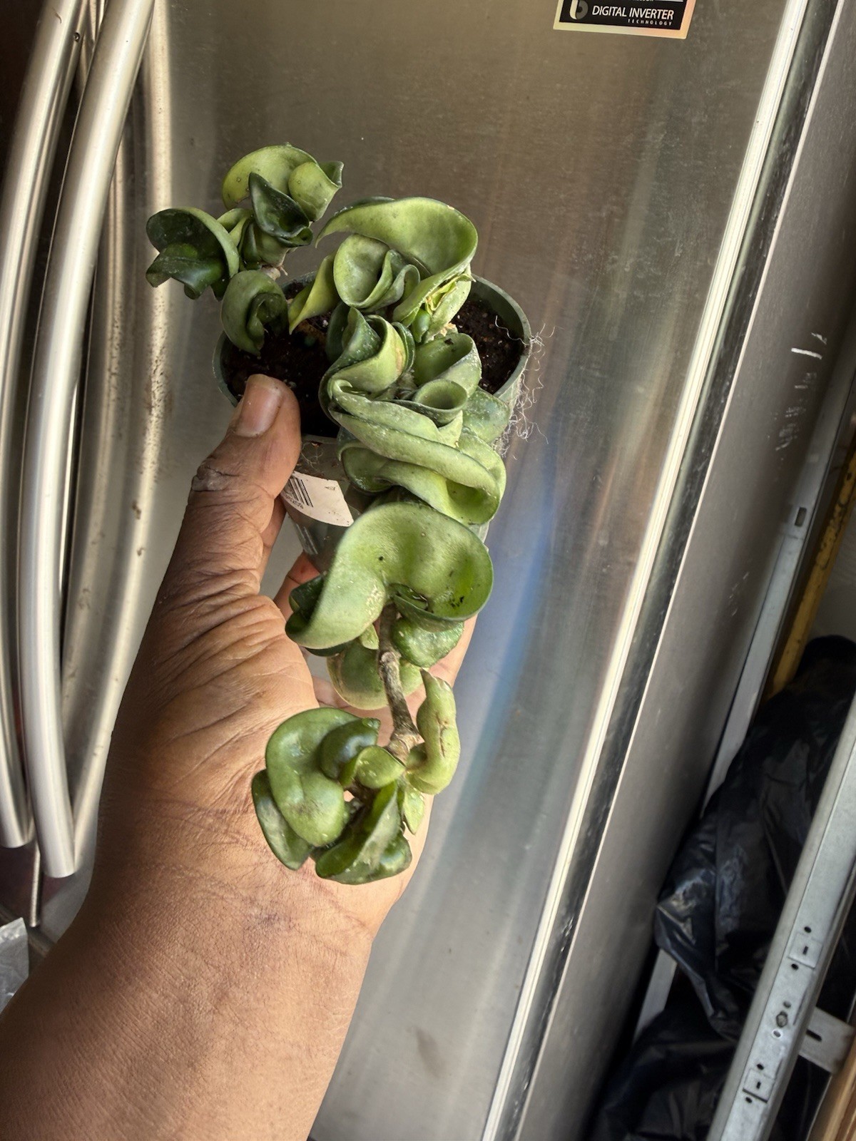 Hoya Indu Rope Plant Well Rooted Plant