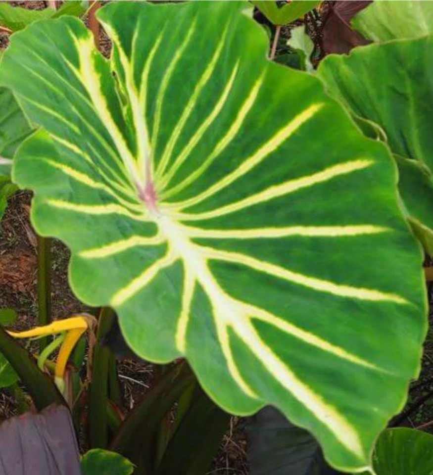 Pharaoh’s Dream- Colocasia esculenta- Elephant Ear – SMALL ROOTED STARTER Plant
