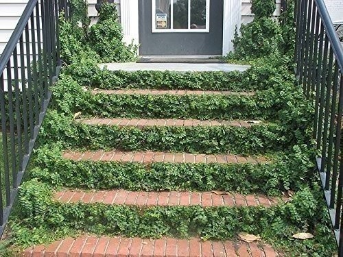 Creeping Fig Plant Ficus Pumila Climbing Vine – 30 Live Fully Rooted Plants