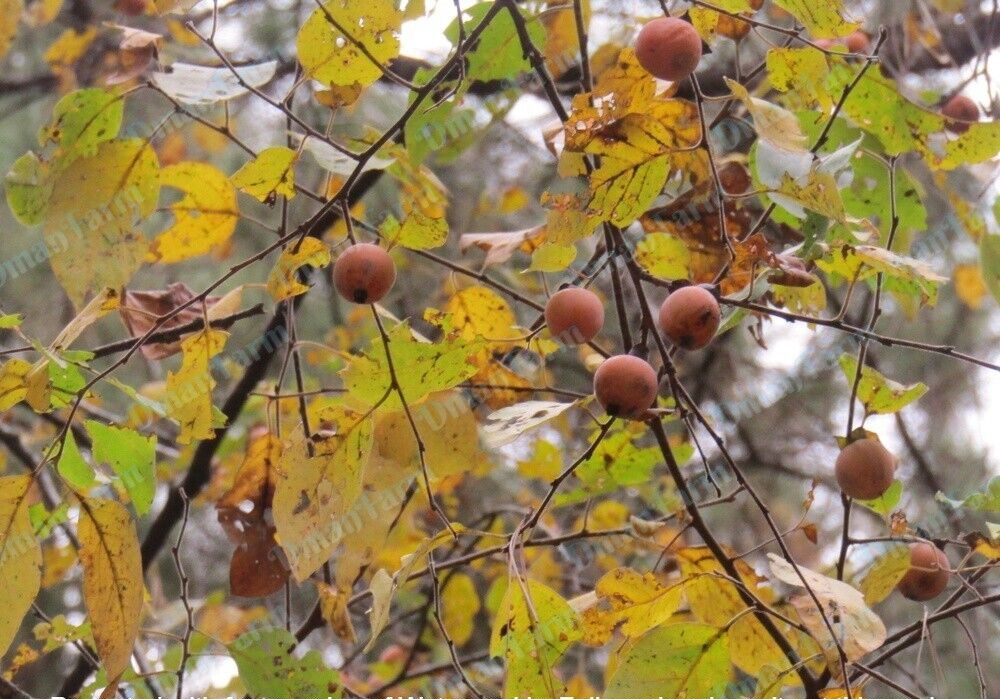 40 American Native Persimmon Tree STRATIFIED Seeds – Diospyros Virginiana