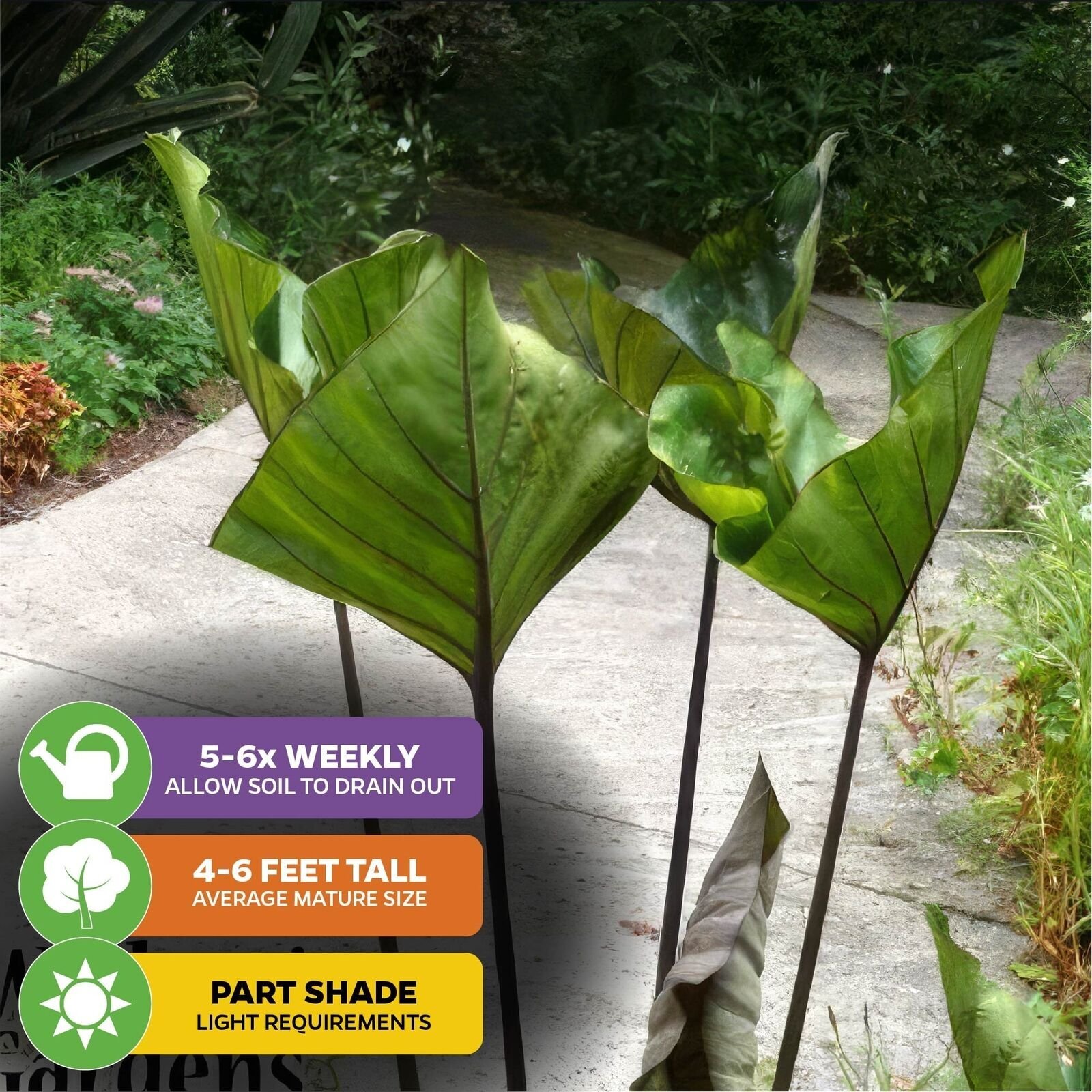 Tea Cup Elephant Ear – Colocasia esculenta