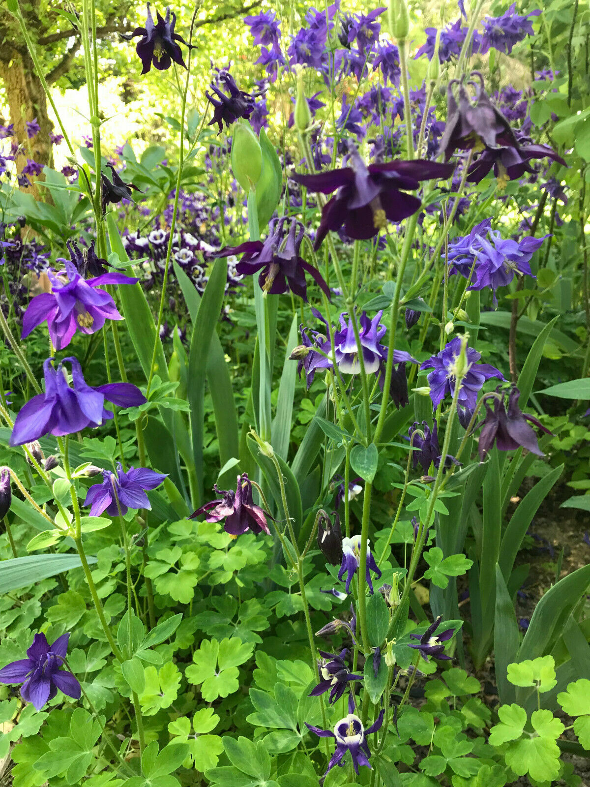 Bulk Seeds Aquilegia Vulgaris Purple Blue Violet Black Columbines 2022 – 16 oz