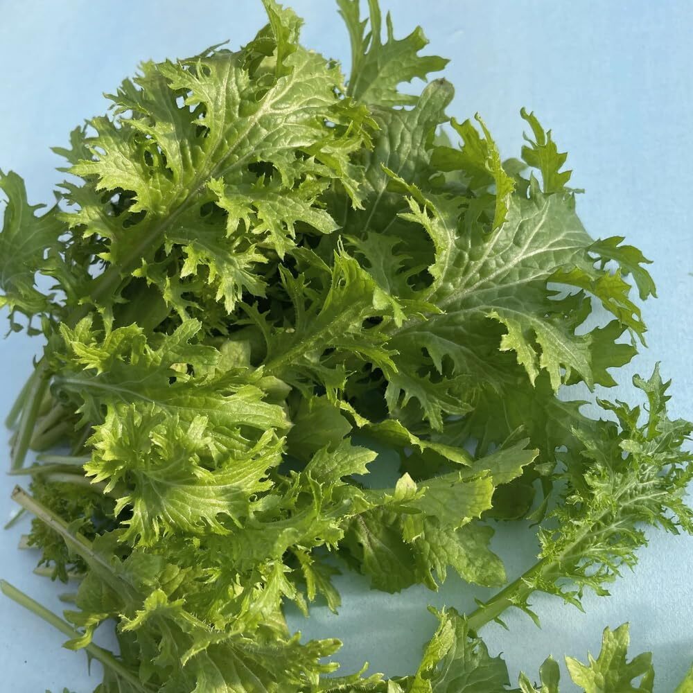 Wasabi Mustard Seeds, Japanese Heirloom Wasabini Heirloom NON-GMO, FREE SHIPPING