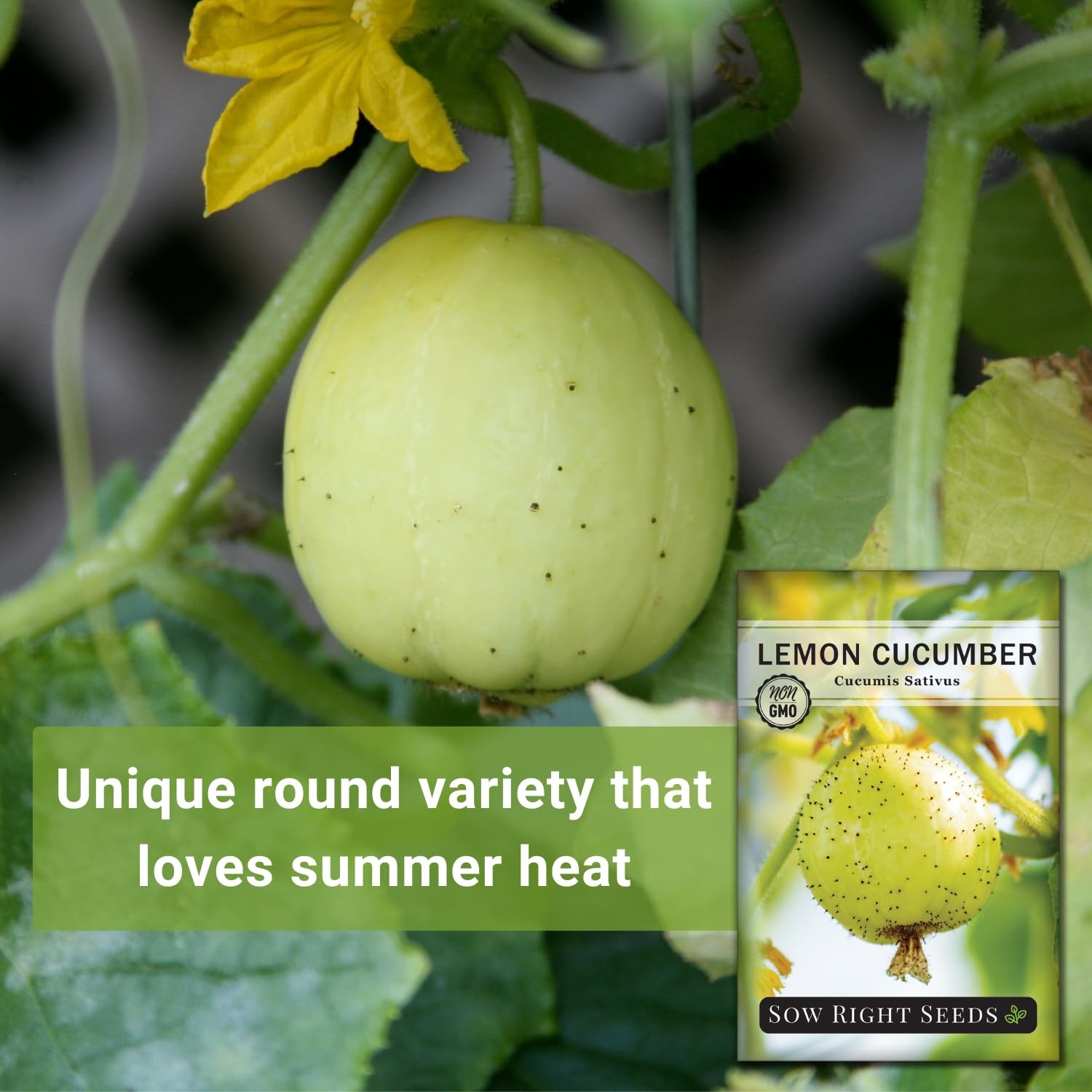 Sow Right Seeds – Lemon Cucumber for Planting – Non-GMO Heirloom Yellow