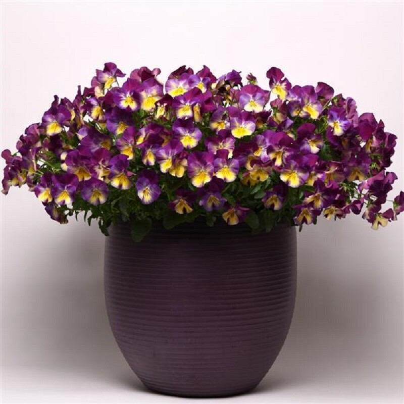15 Pansy Seeds Cool Wave Raspberry Swirl Trailing Pansy (HANGING PANSY)