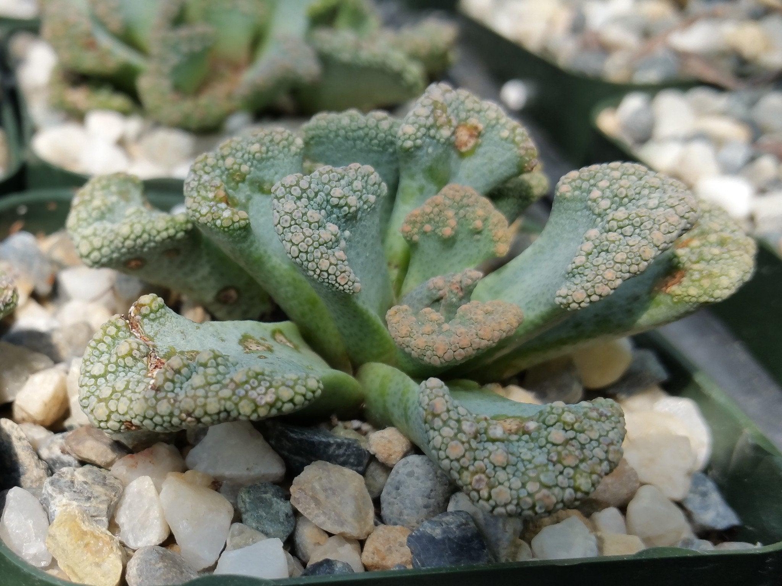 Titanopsis calcarea cactus Cacti Succulent real live plant