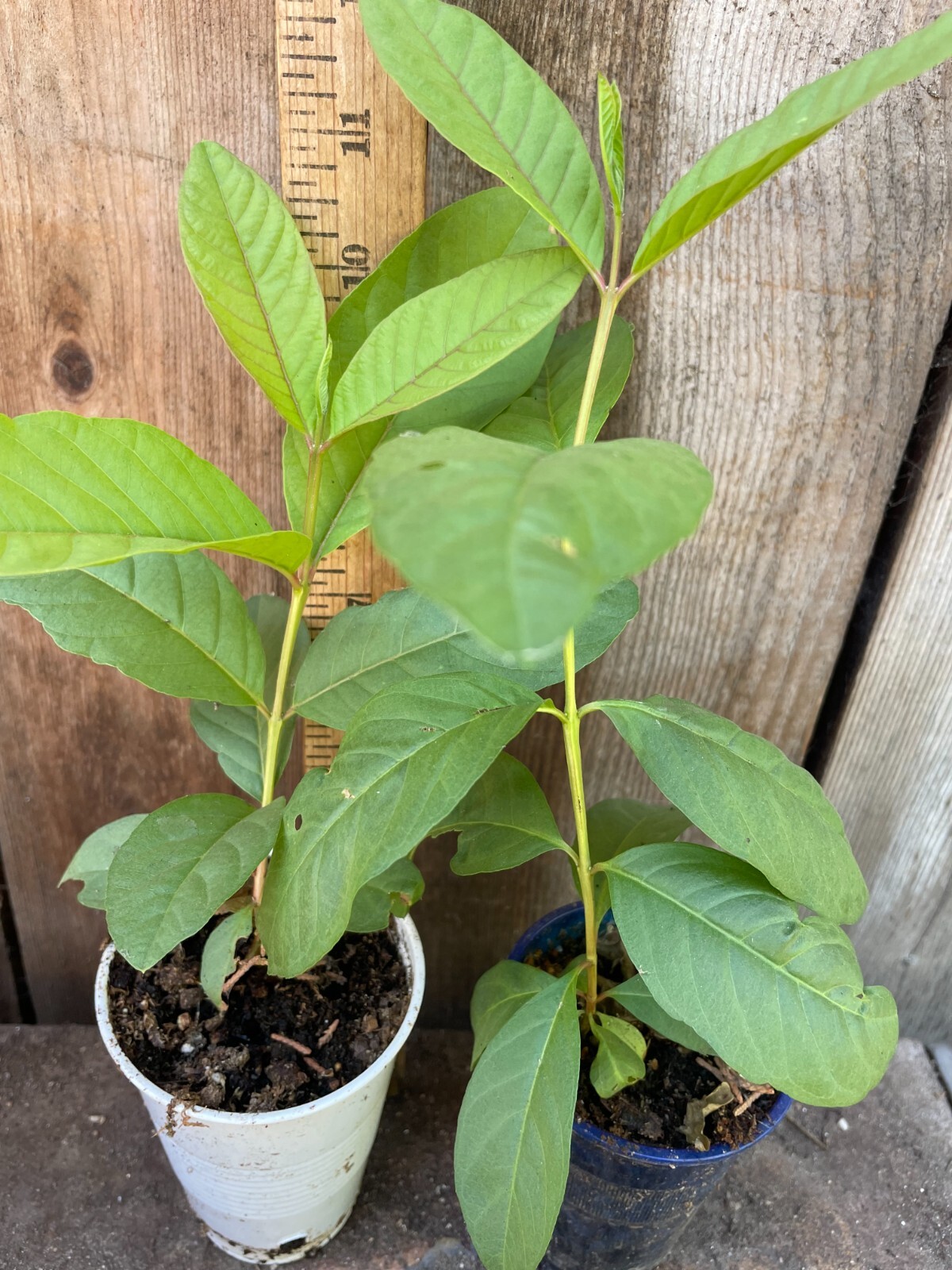 1 Asian Cream White Tropical Guava Fruit Tree Psidium Guajava Tree App 14″