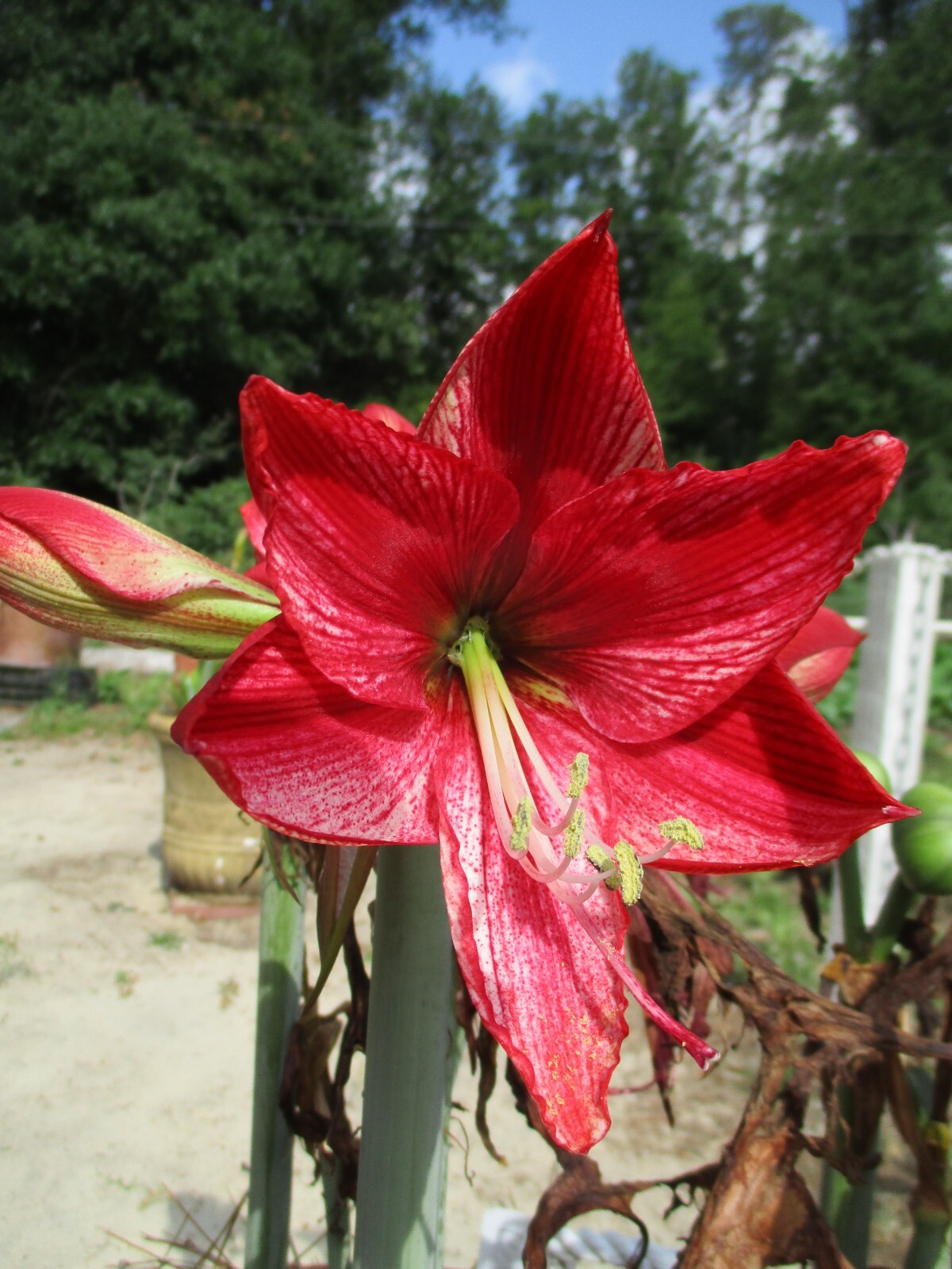 One Amaryllis bulb Revelation 6-12 cm. Hippeastrum lily flower