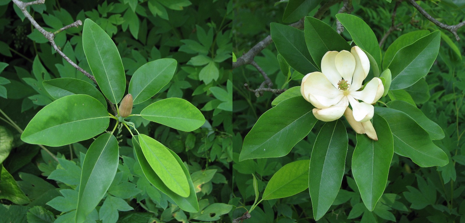 SWEETBAY MAGNOLIA, Laurel Magnolia, Swamp Magnolia qt. pot