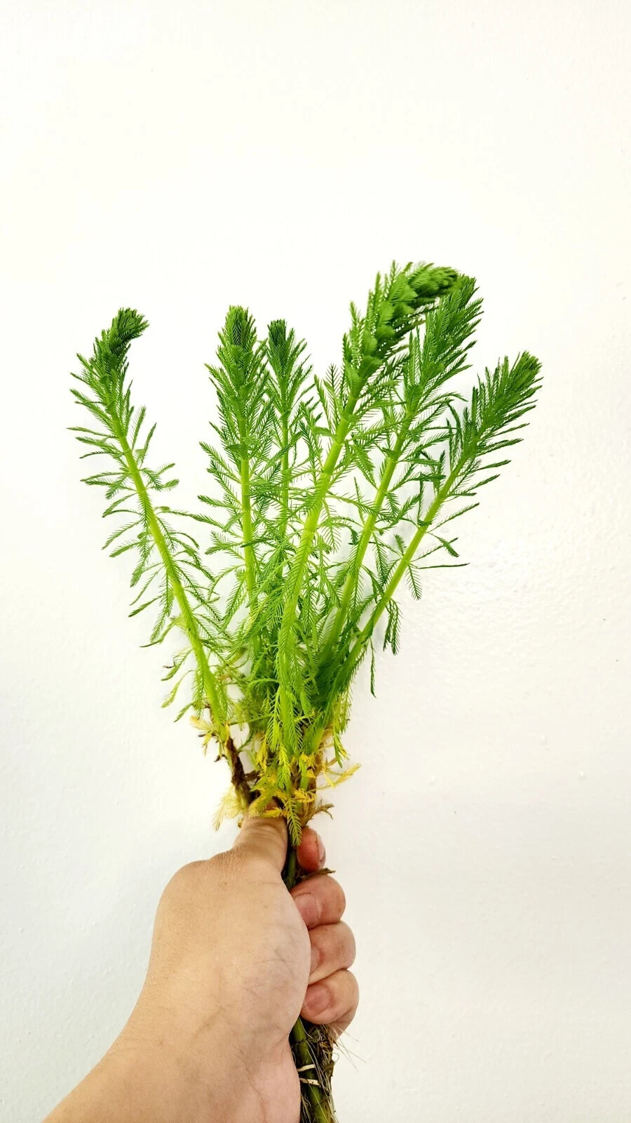 Parrot’s Feather Aquatic Marginal Pond Plant – Buy 3 Get 3 Free