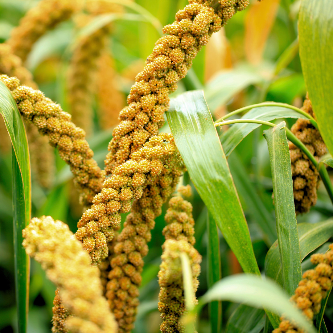 Fresh Foxtail Millet Seeds | Fast Growing | Heirloom Non-GMO | Grain Seeds