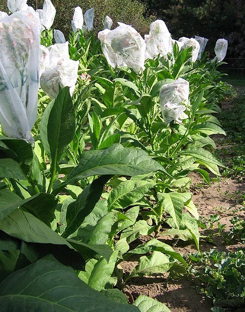1000 Greenwood Tobacco Seeds ~ Heirloom Dark ~ Non-GMO Tobacco Seeds