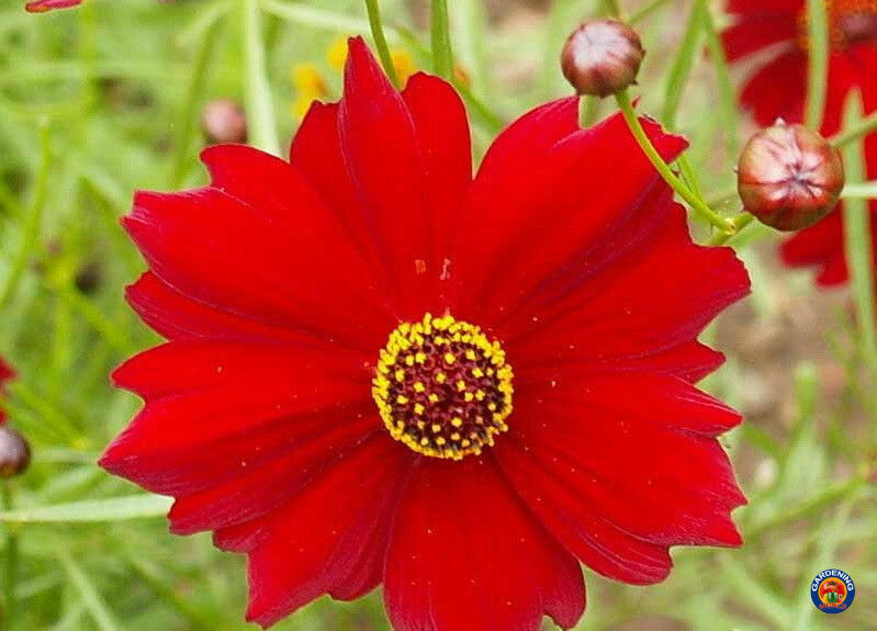 Red Dwarf Plains Coreopsis Tinctoria Wildflower Seeds (500 to 100,000 SEEDS)