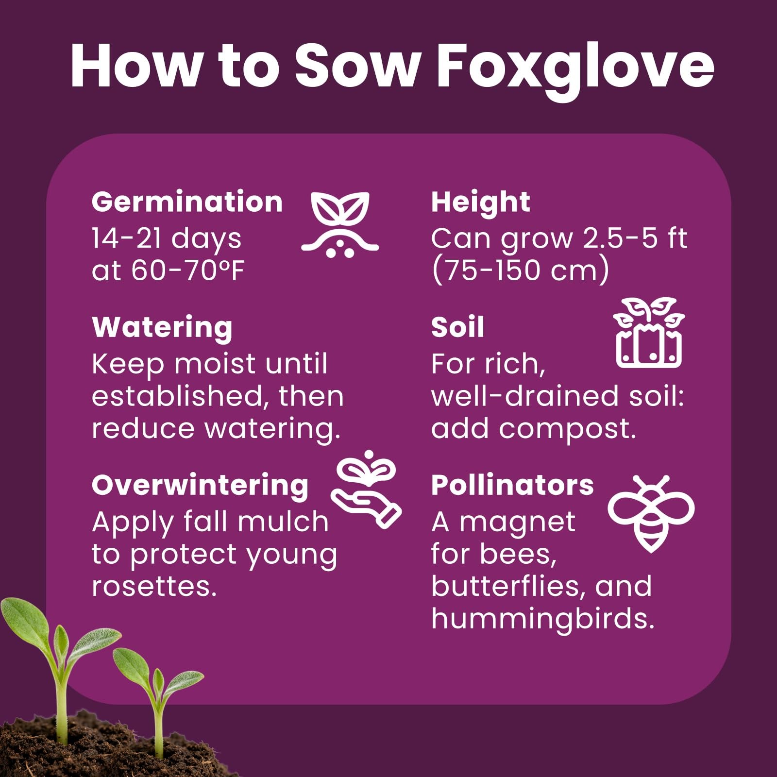 Foxglove Seeds Perennial – Mixed Colors, 200,000+ 0.35 Ounce Pounch, colorful