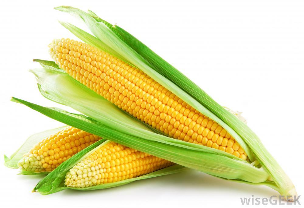 Sweet Corn ‘Heirloom Mix’ 100+ Seeds DELICIOUS NON-GMO flavorful YUM easy 2 grow