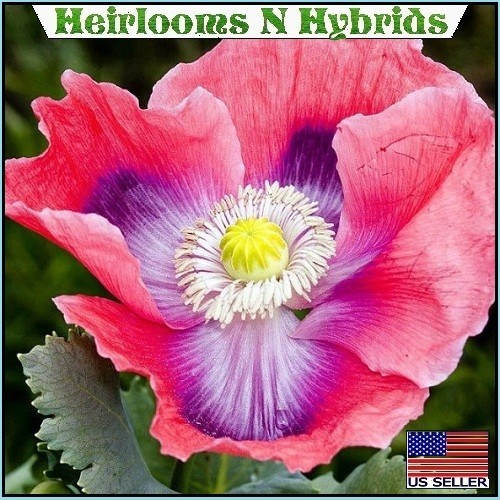 2,500+ The Giant, “Rattler” Papavear Somniferum Giganteum Poppy Seeds Huge Pods