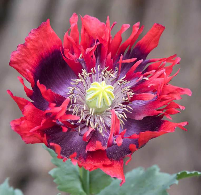 Landscaper’s Pack THE ULTIMATE POPPY MIX w/ Breadseed Papaver Non-GMO 5000 Seeds