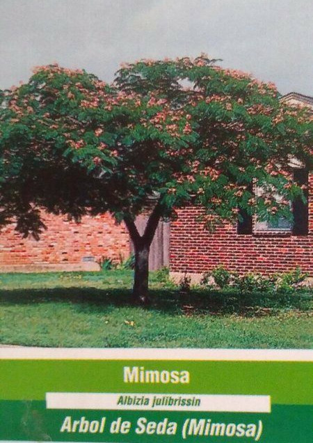MIMOSA Tree 3-4 Ft Live Flowering Shade Trees BEAUTIFUL Home Silk Tree Plants