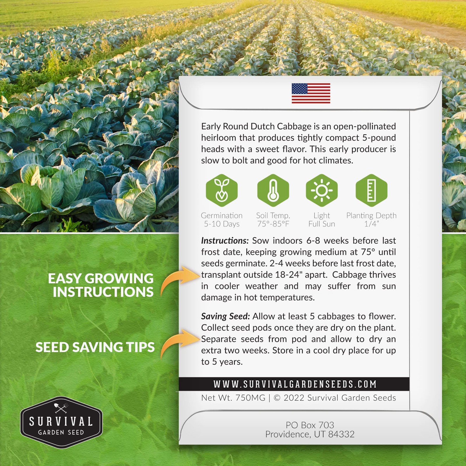 Heirloom Dutch Cabbage Seeds – Non-GMO, Cold Hardy for Spring & Fall Gardens
