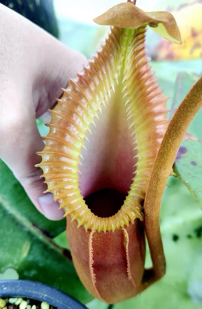 Nepenthes macrophylla 15cm Rare Giant Toothy Pitcher Plant Carnivorous Highland