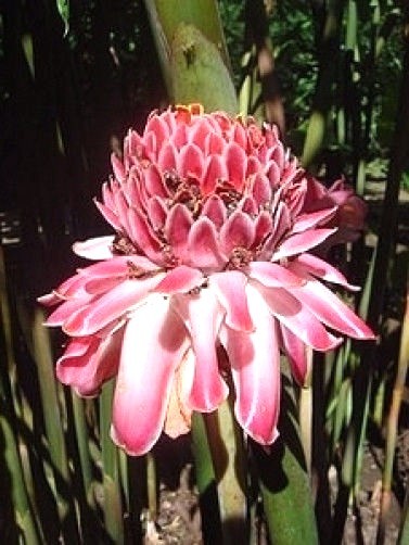 Etlingera elatior Pink Torch Ginger 10 seeds