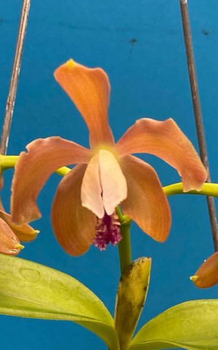 Cattleya porphyroglossa Amber Purple White Multifloral Species Orchid Eros 2” Pt