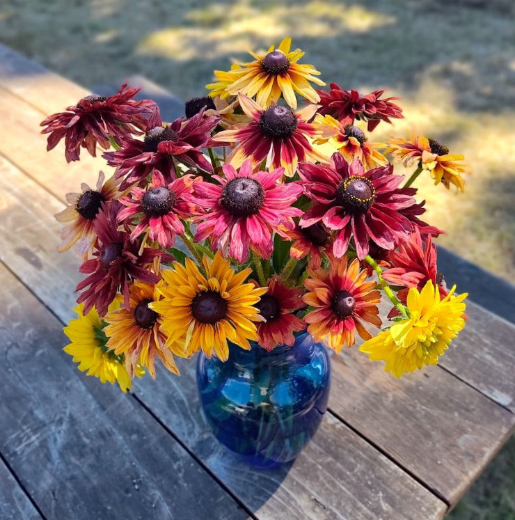 Rudbeckia SAHARA MIX Smoky Sunset Cut Flowers Pollinators Non-GMO 100 Seeds