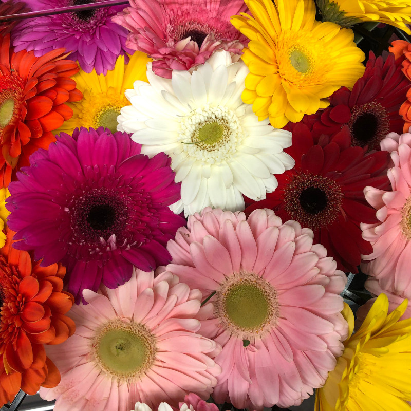 Gerbera Daisy Seeds 50+ Seeds Mum Flower, Flower Seeds, Annual, Flower Beds