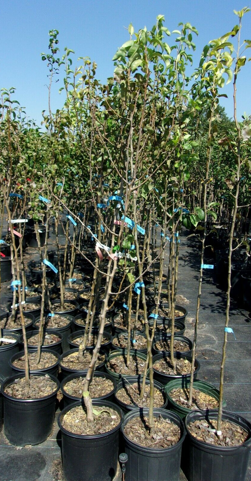COMICE PEAR 4-6 FT Tree New Plant Healthy Sweet Juicy Fruit Trees Pears Plants