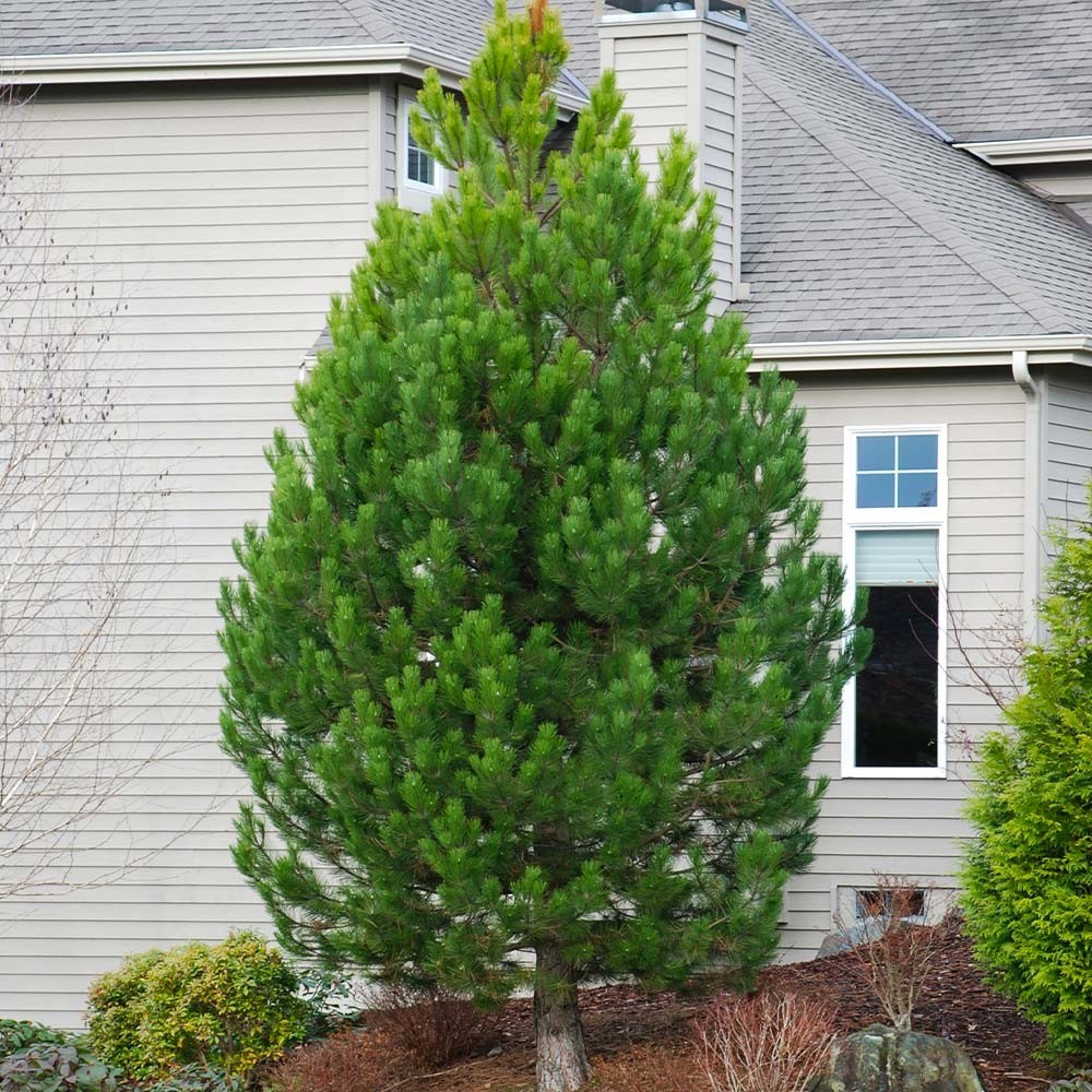 50+ Austrian Pine Tree Seeds – Pinus nigra Evergreen Conifer