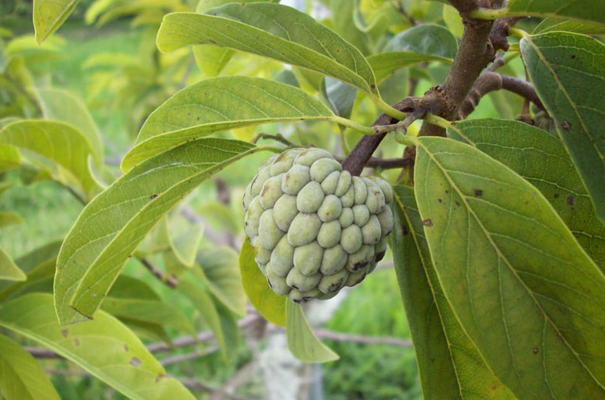 Live Sugar Apple (Green) Tree, 1 Gal Pot, 1 Ft Tall, No Ship CA, HI, PR, GU, AK