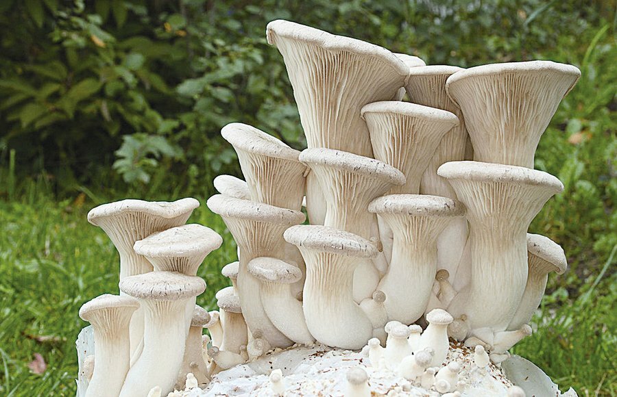 Seeds Oyster Mushroom Royal Mycelium Spawn Dried Spores Organic