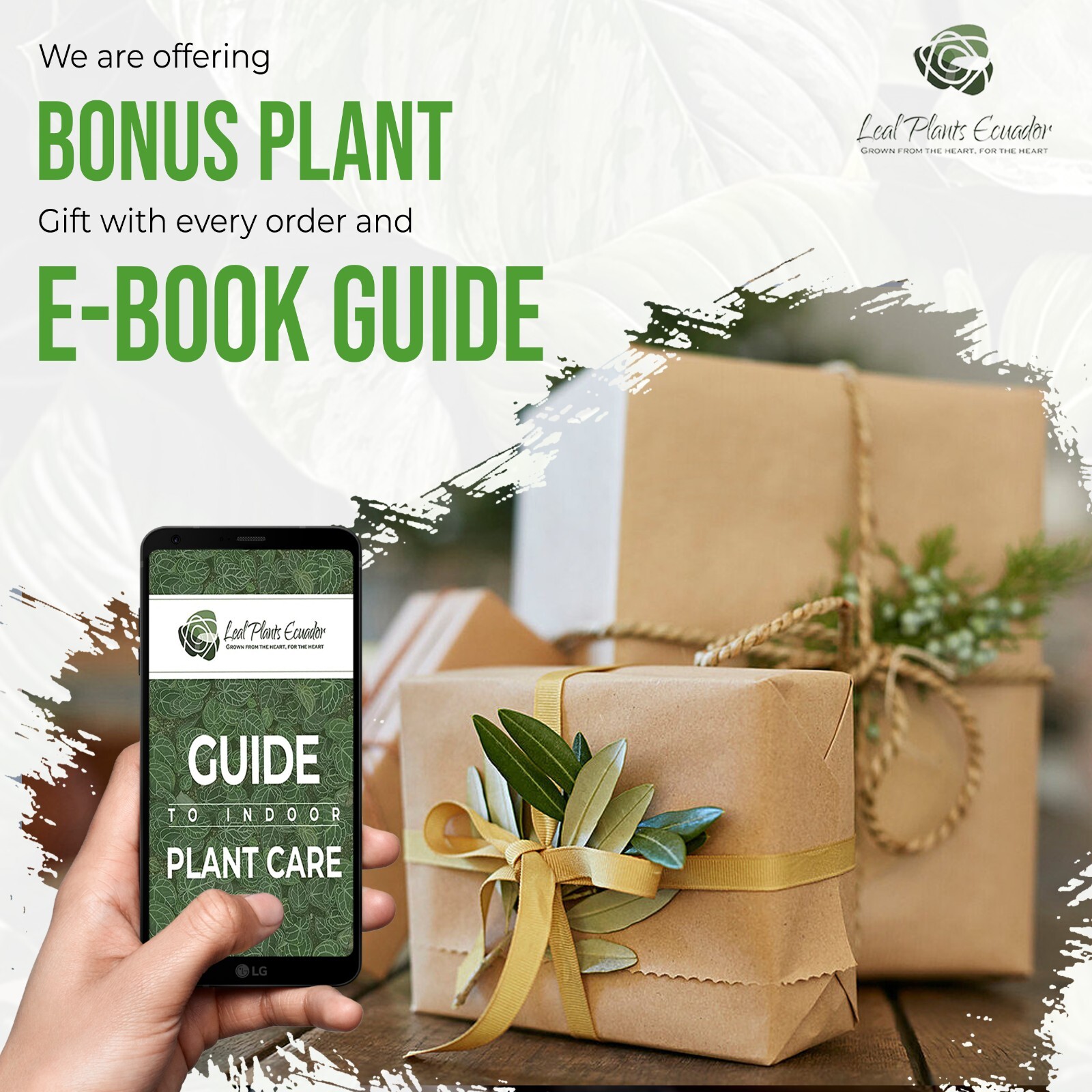Alocasia Amazonica (2pack) by LEAL PLANTS ECUADOR | Elephant ear Plants
