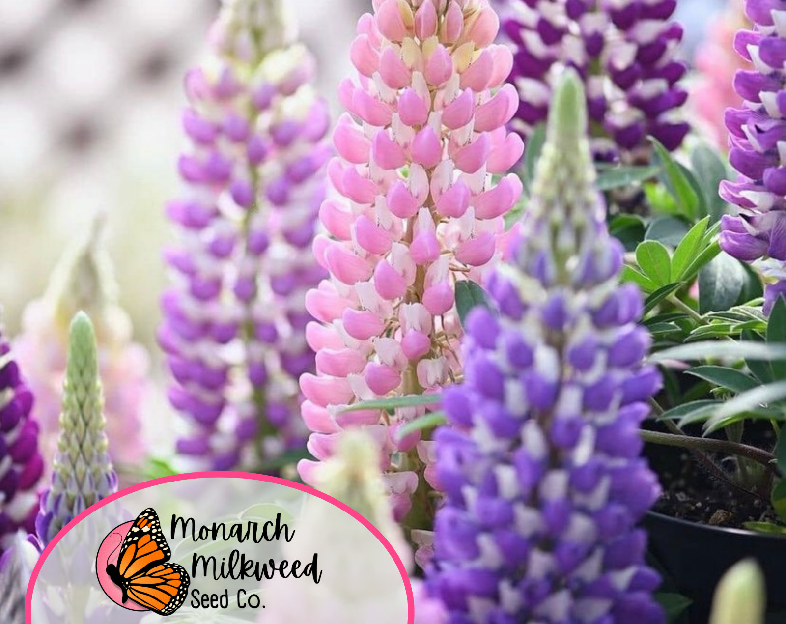 140+ Lupine ‘Russell’ Seeds | Perennial Flower Garden Plant Seed Packet, USA