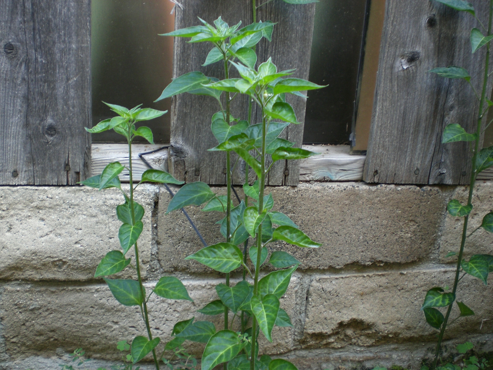 1000 seeds, semillas Chiltepin  PEQUIN Wild ChilE PepperS,PETIN,BRIGHT RED