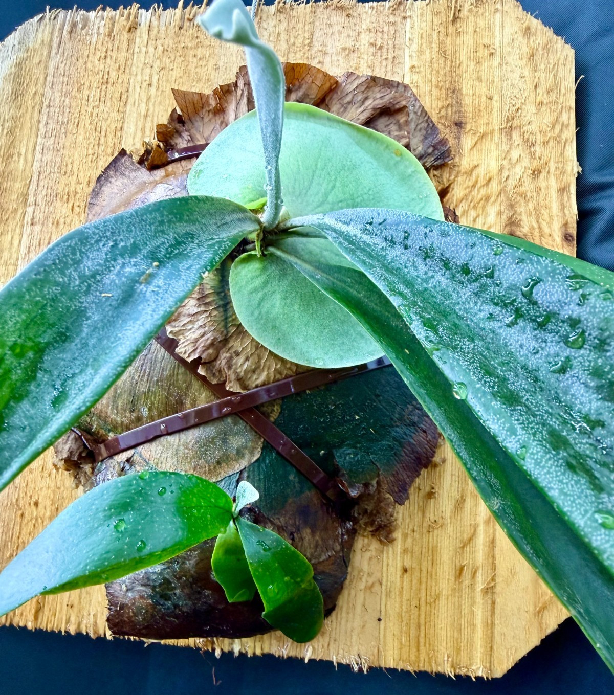 PLATYCERIUM WILLINCKI ‘PH27’ – LARGE and FAST growing WITH PUP ! – cedar mounted