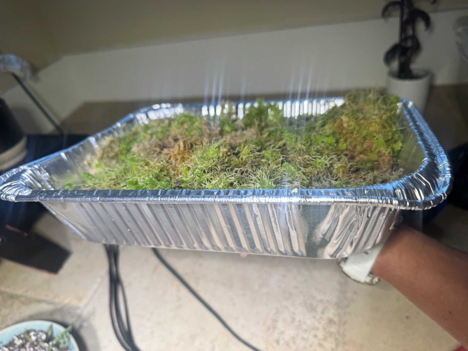 One Tray Live Long Fiber Organic Sphagnum Moss Orchids Carnivorous Plants