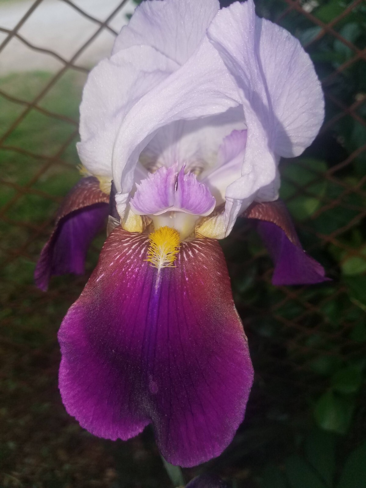 5x MIXED VARIETIES/COLORS IRIS Bulbs/Rhizomes FRESH