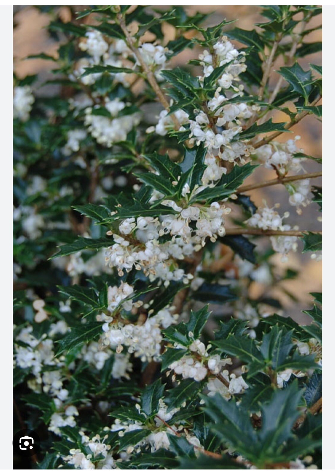 Party Princess ‘Kaori Hime’ Fragrant Sweet Tea Olive Osmanthus fragrans-STARTER