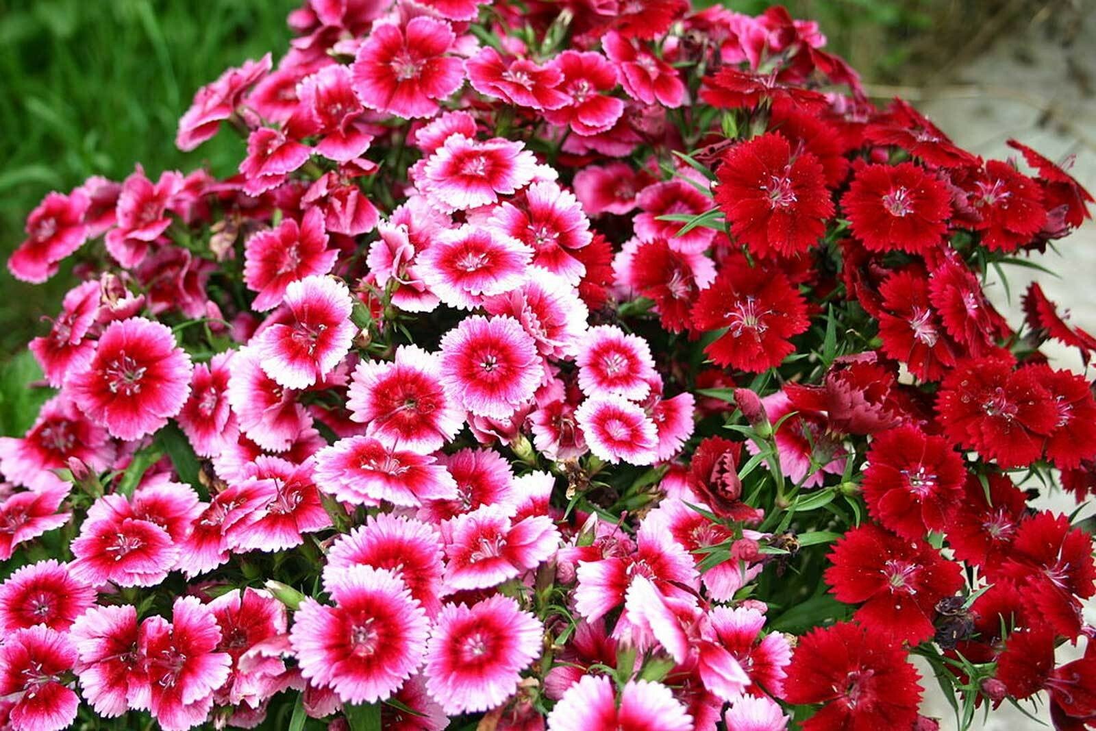 Dianthus barbatus | Sweet William | 100_Seeds