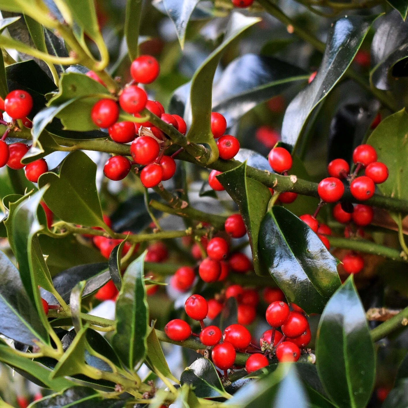 Dwarf Yaupon Holly Shrub – Native Caffeinated Tea – Ilex – Live Plant