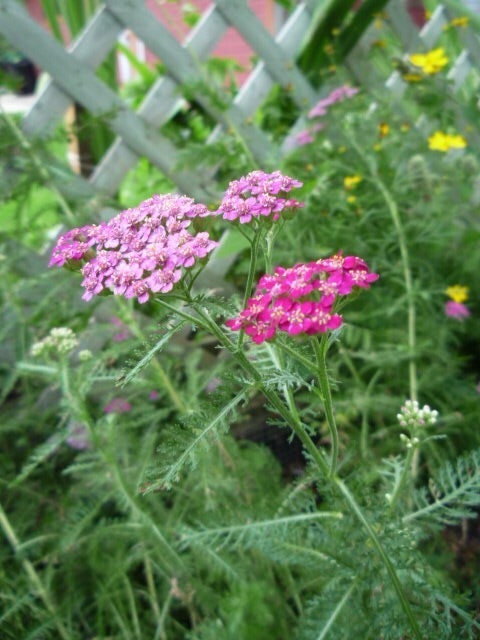 Yarrow Cerise Queen (pink) Archillea seeds