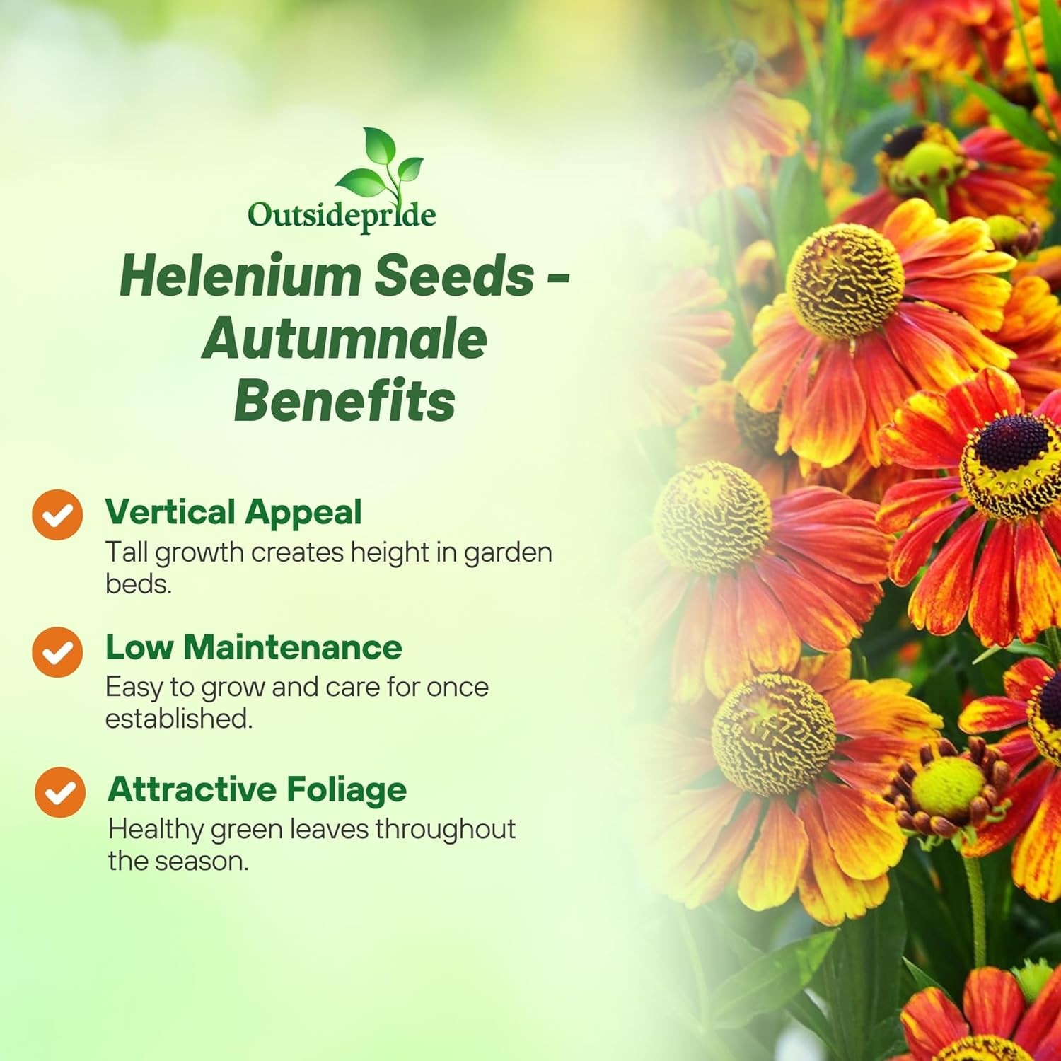 2000 Seeds Helenium Seeds – Sneezeweed Helenium Autumnale Flower Seed