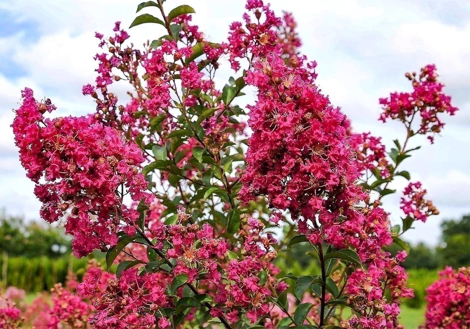 Crape Myrtle Tonto | 3 Gallon | Lagerstroemia indica | Flowering Tree Plant