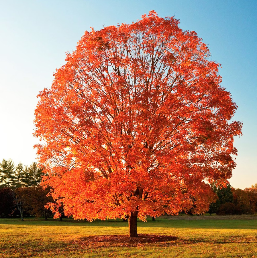 Sugar Maple Tree – Quart Pot Live Plant – Acer saccharum for Landscape & Shade