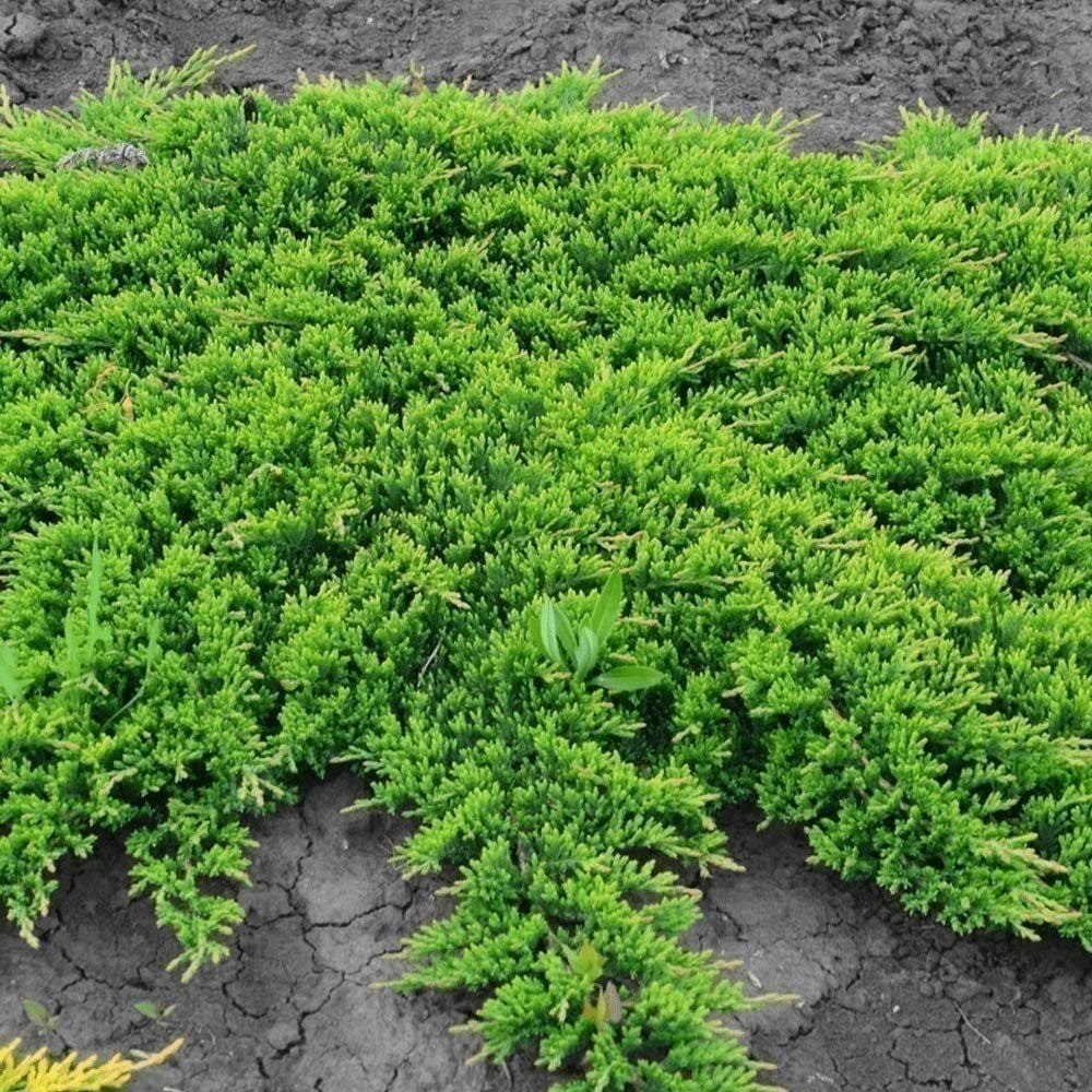 Juniper Prince of Wales | 2 Inch | Juniperus horizontalis | Groundcover Plant