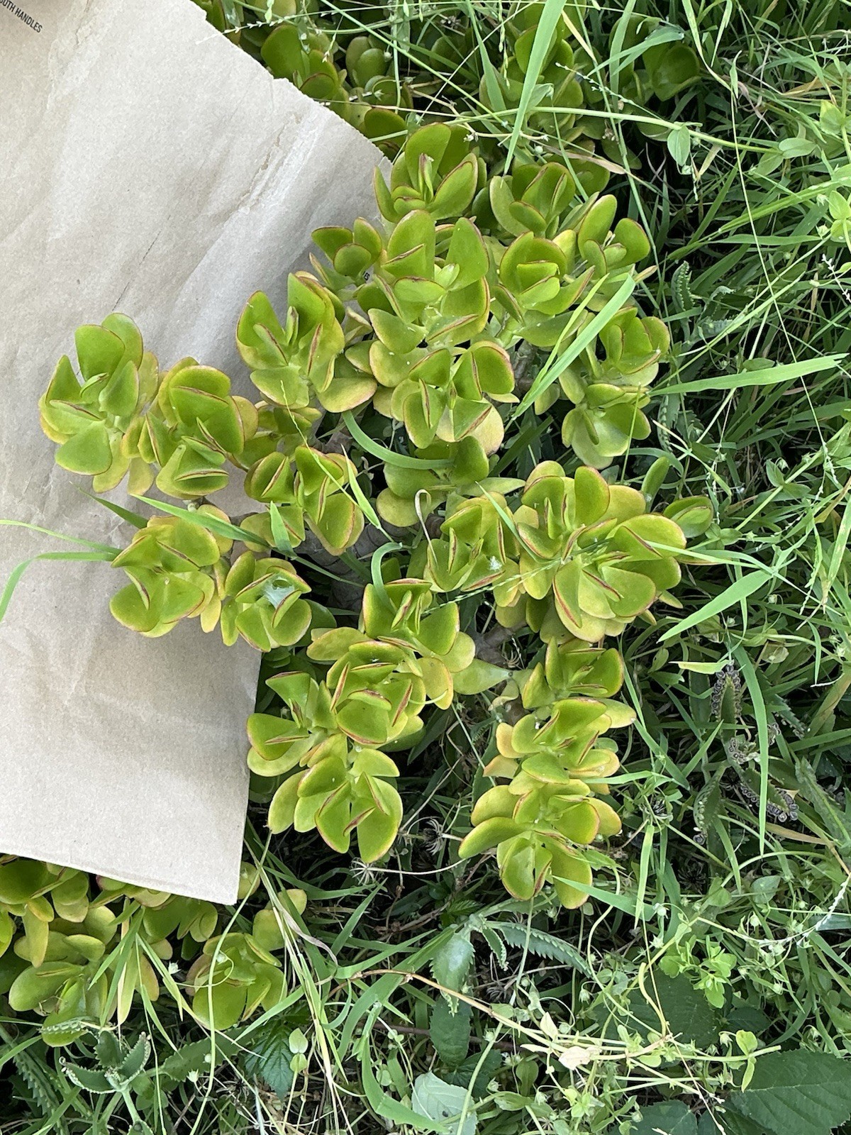 Healthy lush green Crassula Ovata Jade Plant cluster, Rooted 19” tall with roots